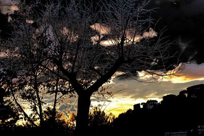 Silhouette trees against sky at night