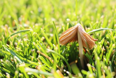 Close-up of grass