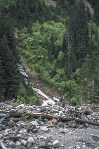 Stream flowing through forest