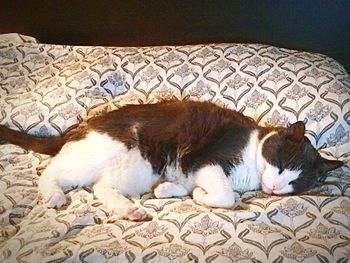 Close-up of cat sleeping