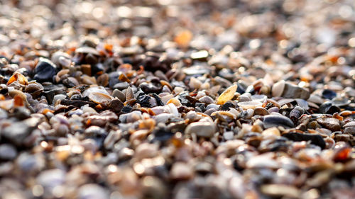 Close-up of pebbles on beach