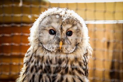 Close-up portrait of owl in cage