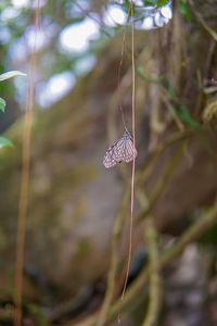 Close-up of butterfly on plant