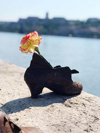 Close-up of flower on rock by lake