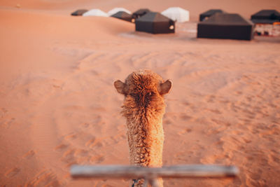 Close-up of a horse on sand