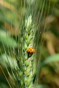 Close-up of ladybug on leaf