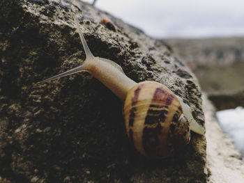Close-up of snail