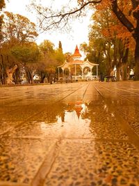 Reflection of trees in puddle on street during rainy season