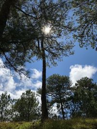 Low angle view of trees against sky