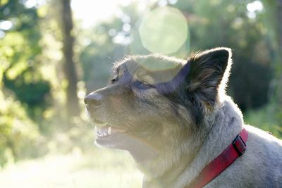 Close-up of a dog looking away