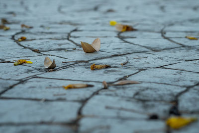 Close up view of walkway concrete stamped material with dry leave on the floor, selective focus.