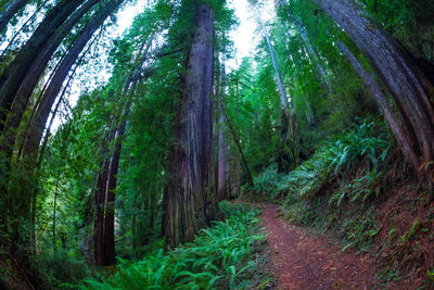 Pine trees in forest