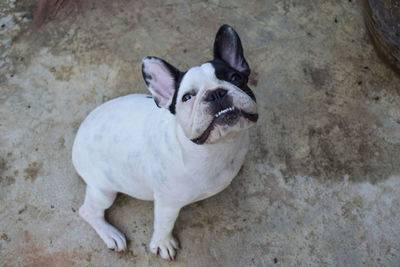 High angle view of dog standing on floor