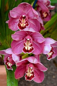 Close-up of pink flowers