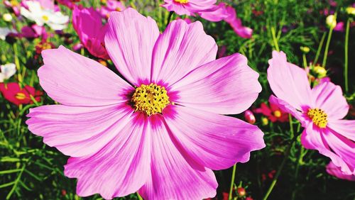 Close-up of pink cosmos flowers