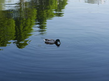 Ducks swimming in lake