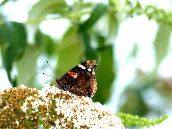 Close-up of butterfly perching on flower