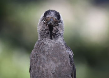 Close-up portrait of bird