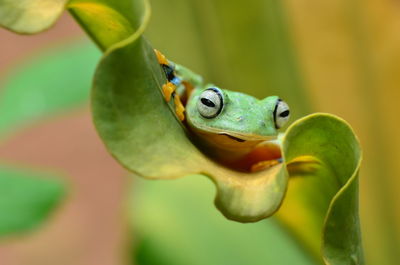 Close-up of frog on leaf