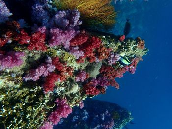 View of fish swimming in sea