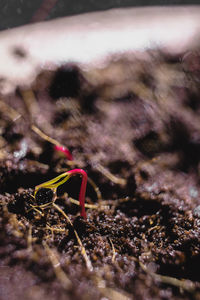 Close-up of insect on land