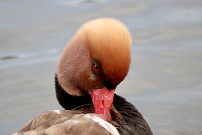 Close-up of a duck in lake