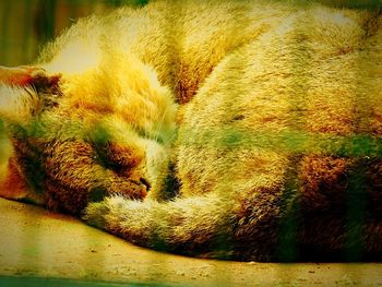 Close-up of cat sleeping