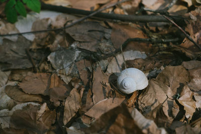 High angle view of shells on ground