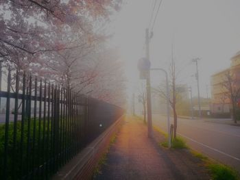 Road amidst trees against sky