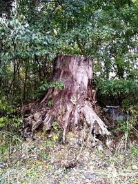 Tree stump in forest