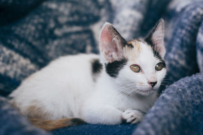 Close-up of cat looking away