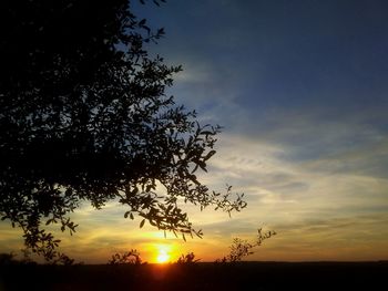 Silhouette tree against sky during sunset