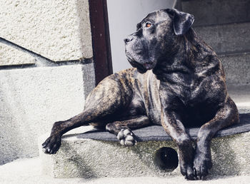 Cane corso relaxing on steps