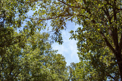 Low angle view of trees against sky