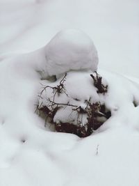 Close-up of snow covered tree on field