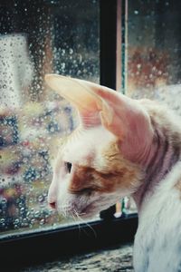 Close-up of cornish rex looking at wet window