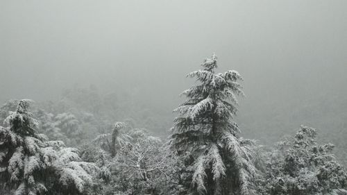 Low angle view of trees against sky