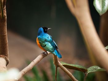 Close-up of starling perching on branch
