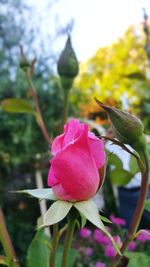 Close-up of pink flower blooming outdoors