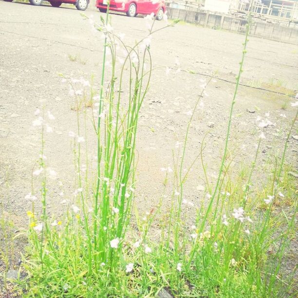 grass, plant, growth, flower, field, nature, day, freshness, outdoors, green color, no people, fragility, beauty in nature, high angle view, grassy, growing, tranquility, sunlight, fence, front or back yard