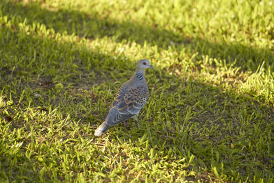 Bird perching on a field