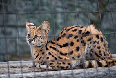 Close-up of serval