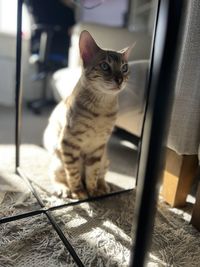 pet