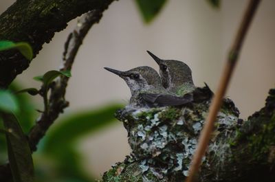 Close-up of bird perching on tree