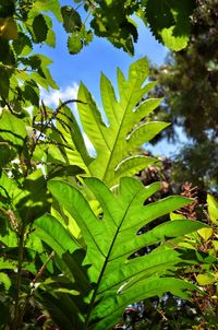 Close-up of fresh green leaves