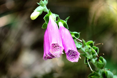Close-up of pink flowering plant