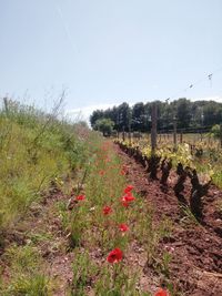 Scenic view of field against clear sky
