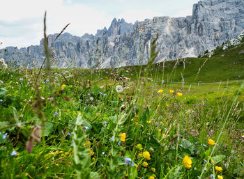 Scenic view of grassy field against sky