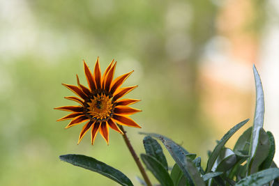 Close-up of flower against blurred background