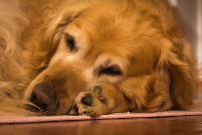 High angle view of golden retriever sleeping on floor